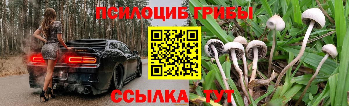 Фрязино  где можно купить   Вход с VPN  Псилоцибиновые грибы Psilocybine cubensis 